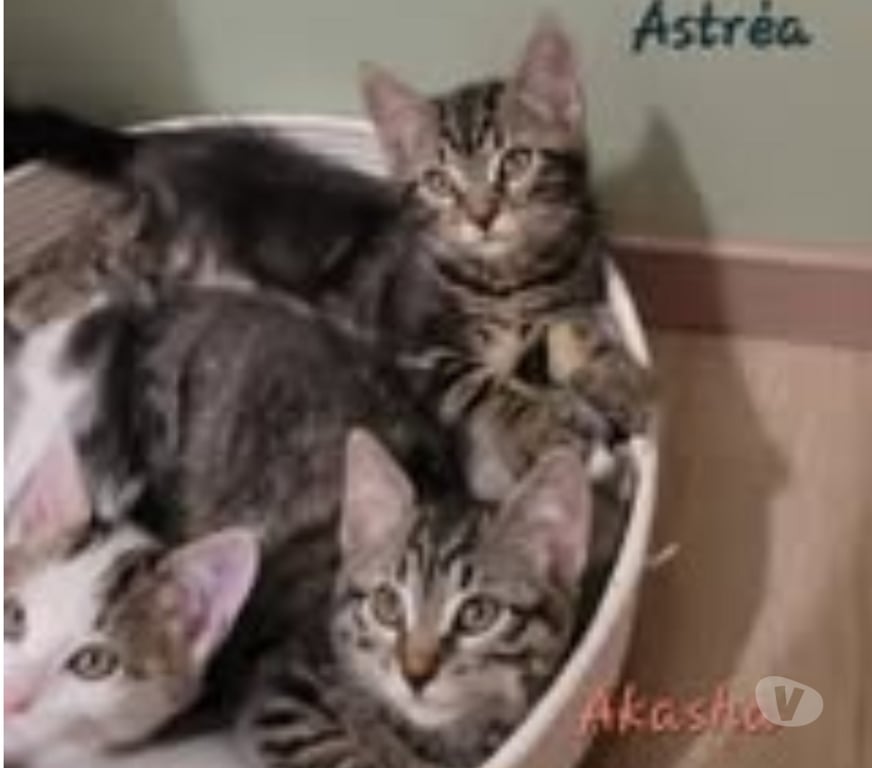 Don animaux Drôme Puy St Martin - 26450 - Photos Vivastreet Chat AKASHA à l adoption