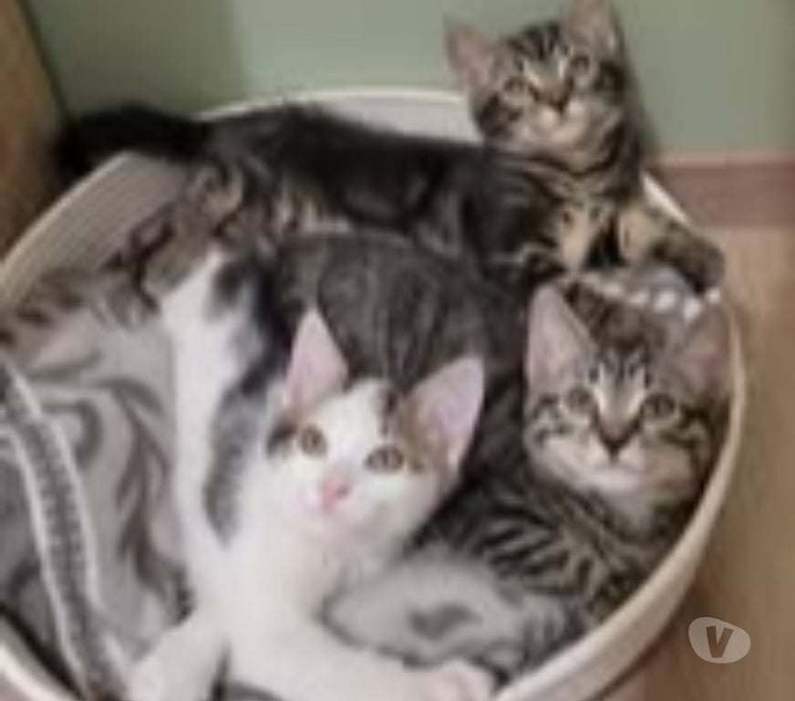 Don animaux Drôme Puy St Martin - 26450 - Photos Vivastreet Chat AKASHA à l adoption