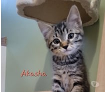 Chat AKASHA à l adoption