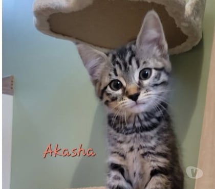 Adoption animaux Puy St Martin Drôme - Photos Vivastreet Chat AKASHA à l adoption