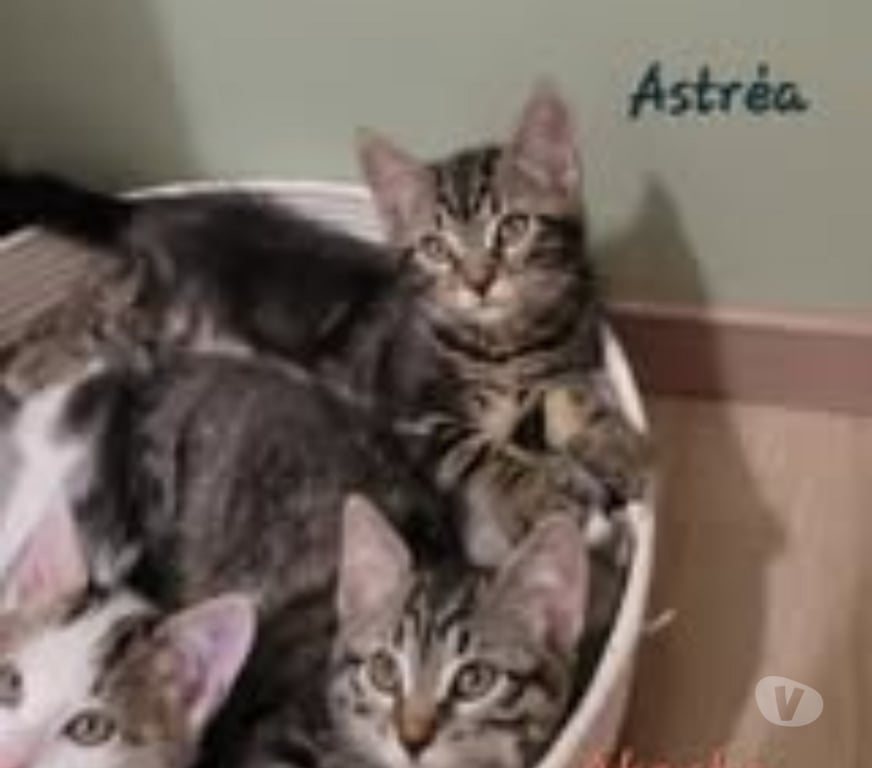 Don animaux Drôme Puy St Martin - 26450 - Photos Vivastreet Chat ASTREA à l adoption