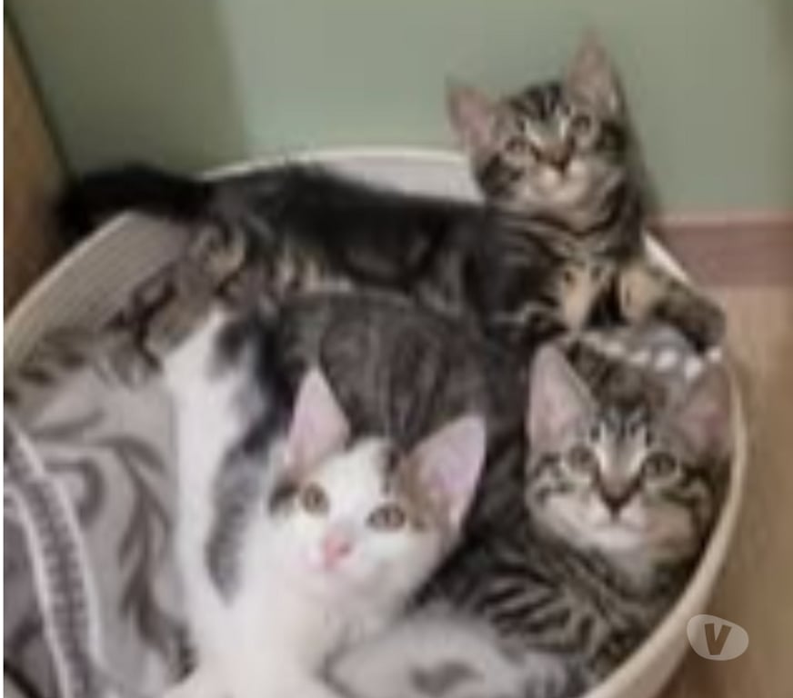 Don animaux Drôme Puy St Martin - 26450 - Photos Vivastreet Chat ASTREA à l adoption