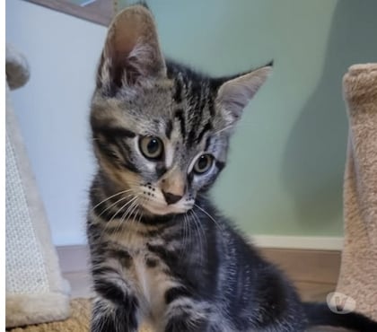 Adoption animaux Puy St Martin Drôme - Photos Vivastreet Chat ASTREA à l adoption