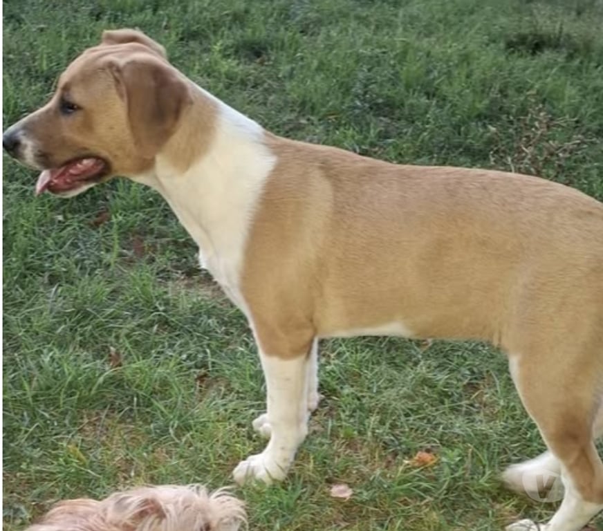 Don animaux Ardèche Meysse - 07400 - Photos Vivastreet Chien APPRIL à l adoption