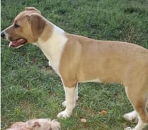 Chien APPRIL à l adoption