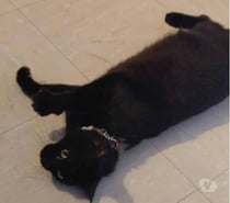 Chat MINETTE à l adoption
