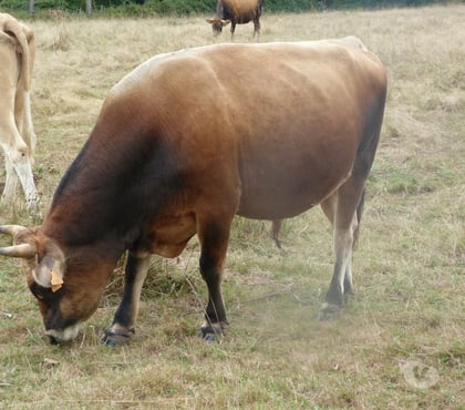 Vente animaux Lent Ain - Photos Vivastreet vend taureau jersey de 26 mois