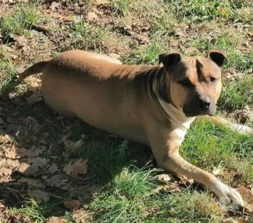Don animaux Bouches-du-Rhône Marseille - Photos Vivastreet Chien TAYCO à l adoption
