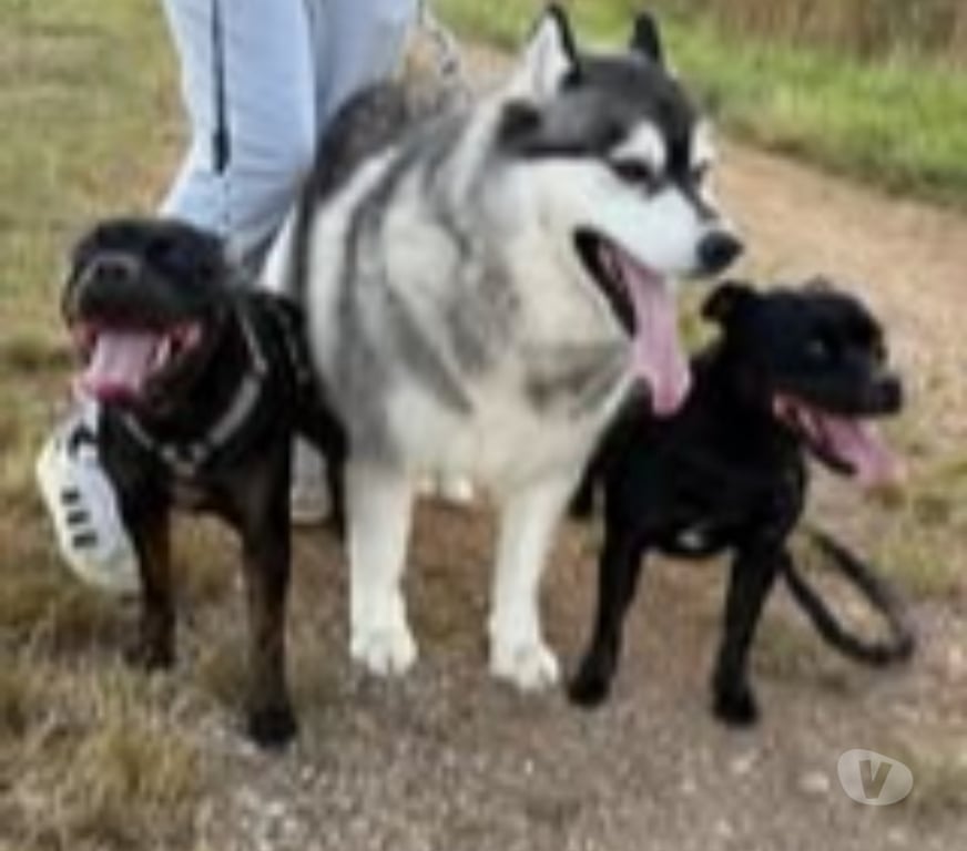 Don animaux Ain Blyes - 01150 - Photos Vivastreet Chien OSCAR SNOW à l adoption