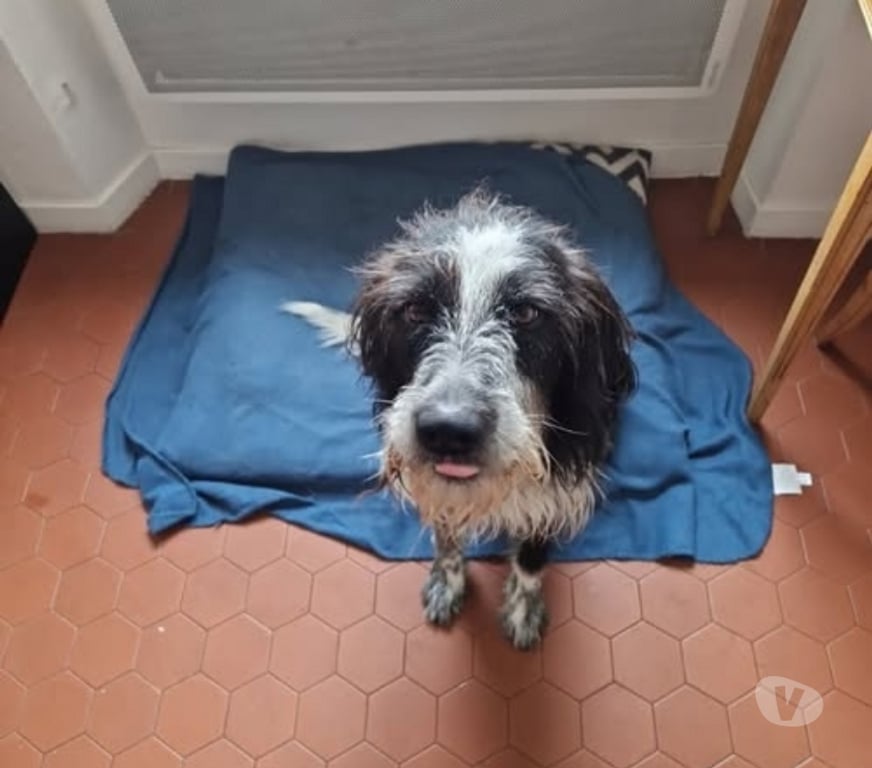 Don animaux Bouches-du-Rhône Marseille - Photos Vivastreet Chien TOTO à l adoption