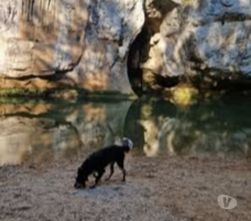 Don animaux Bouches-du-Rhône Marseille - Photos Vivastreet Chien TOTO à l adoption