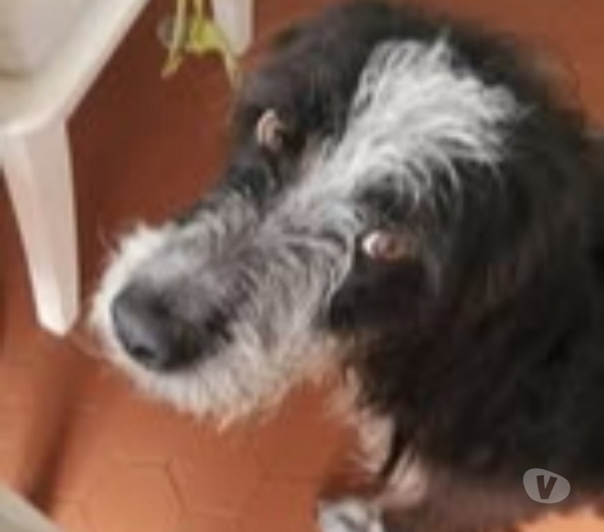 Don animaux Bouches-du-Rhône Marseille - Photos Vivastreet Chien TOTO à l adoption