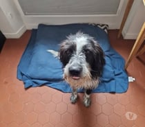 Chien TOTO à l adoption