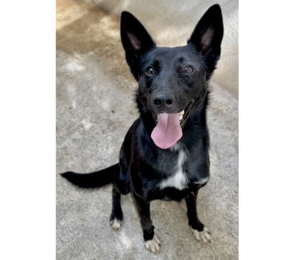 Don animaux Beziers Hérault - Photos Vivastreet AVELINE, chienne type border collie 1 an non lof