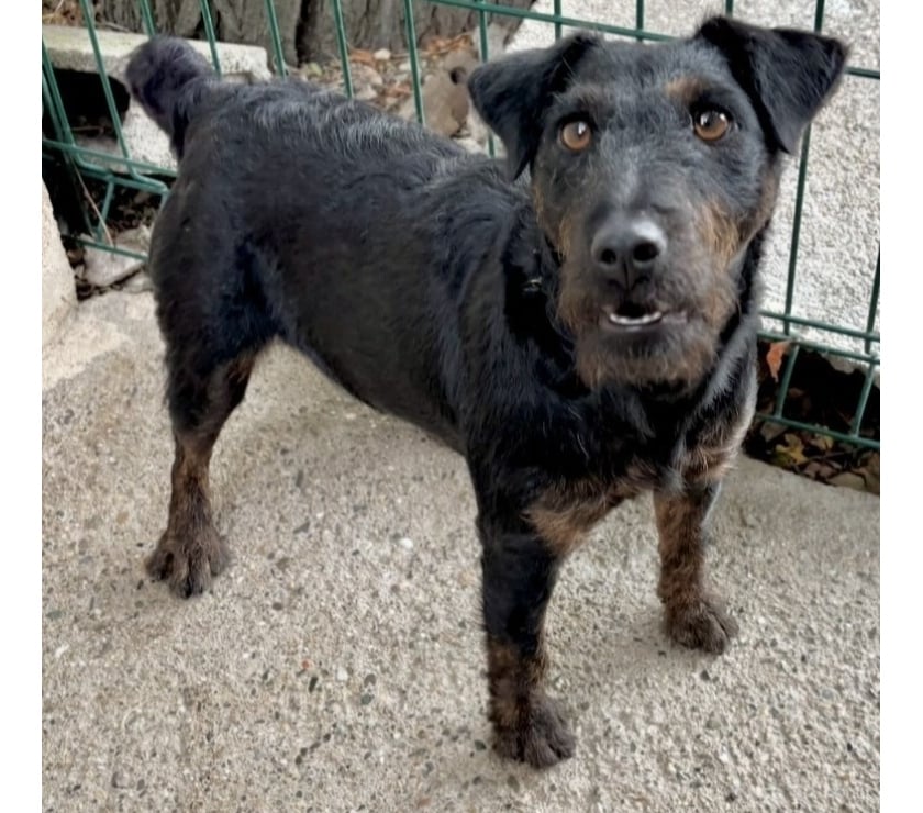 Adoption animaux Beziers Hérault - Photos Vivastreet ARMONIA, chienne type jagd terrier, 1 an non lof