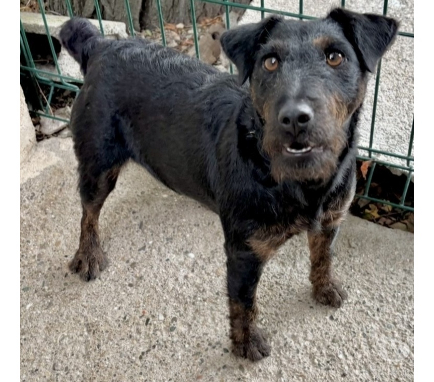 Don animaux Hérault Beziers - 34500 - Photos Vivastreet ARMONIA, chienne type jagd terrier, 1 an non lof