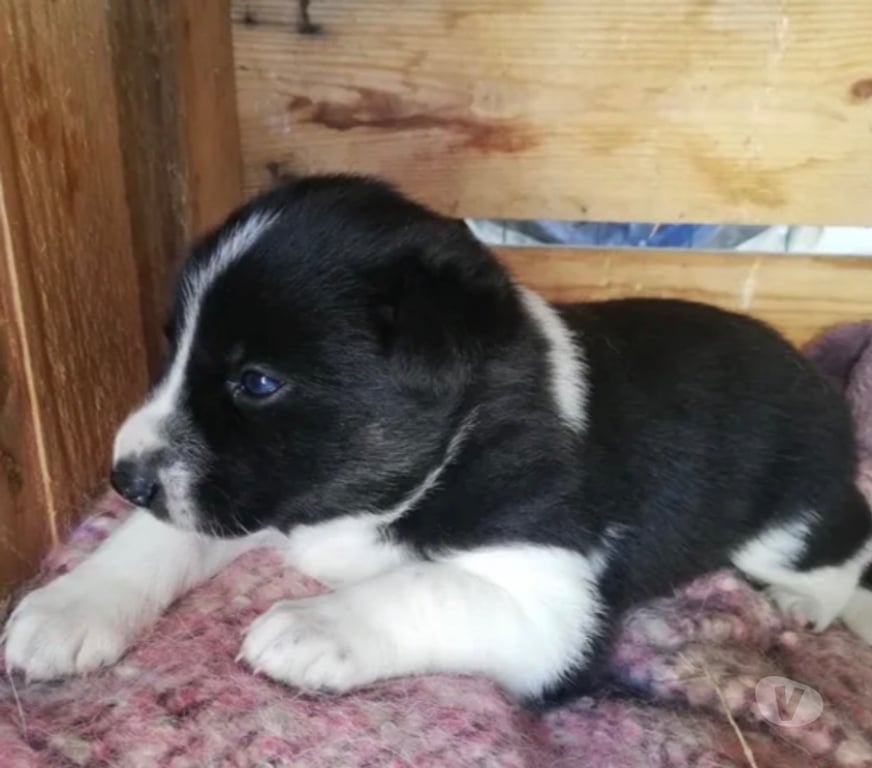 Don animaux Loiret Orleans - Photos Vivastreet Chiot husky à donner 