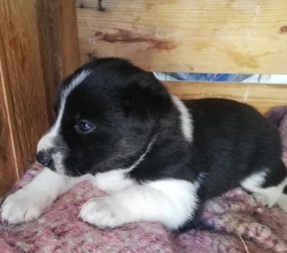 Adoption animaux Orleans Orleans - Photos Vivastreet Chiot husky à donner