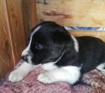 Chiot husky à donner