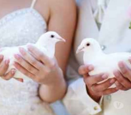 Organisations d'evènements Soultz sous Forets Soultz sous Forets - Photos Vivastreet Animation de mariage
