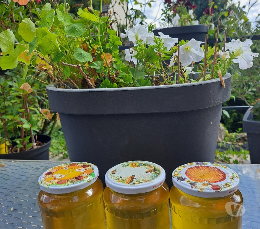 Vins - Gastronomie Seine-et-Marne Esbly - 77450 - Photos Vivastreet MIEL D’ACACIA – POTS 1 KG