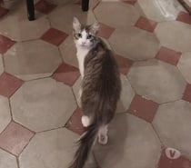 Chat BOULETTE à l adoption
