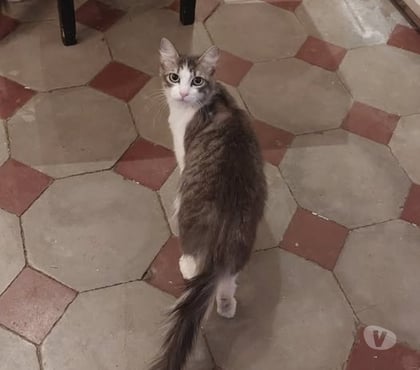 Don animaux Viviers Ardèche - Photos Vivastreet Chat BOULETTE à l adoption