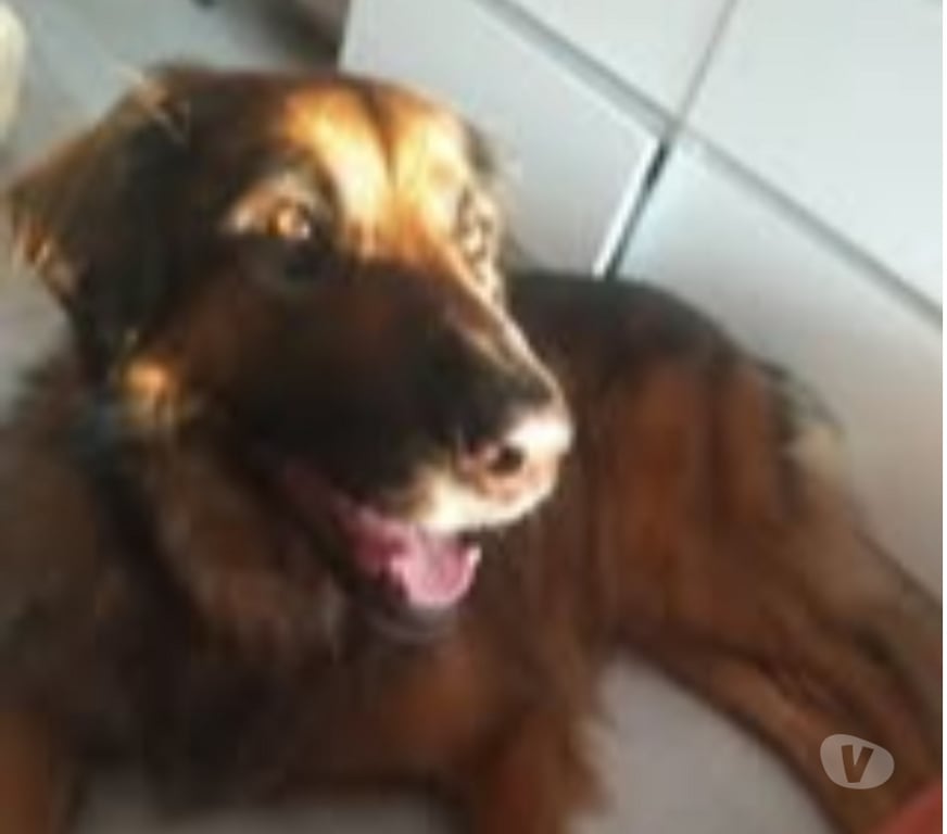 Don animaux Rhône Lyon - Photos Vivastreet Chien SHADOW à l adoption