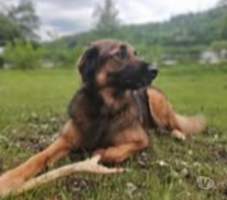 Don animaux Rhône Lyon - Photos Vivastreet Chien SHADOW à l adoption