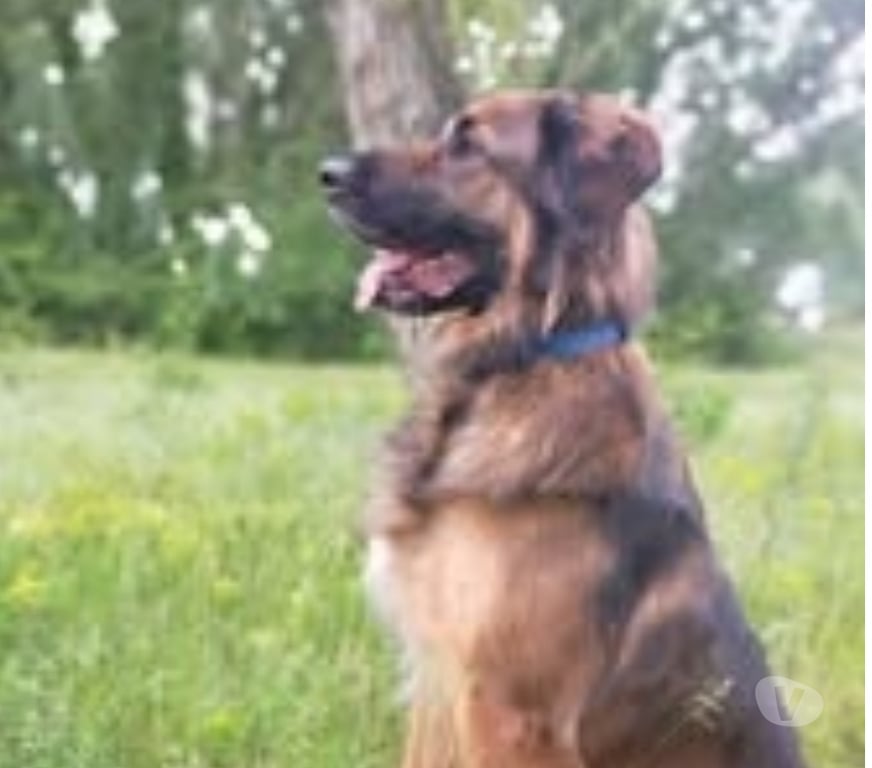 Don animaux Rhône Lyon - Photos Vivastreet Chien SHADOW à l adoption