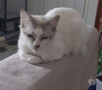 Chat SISI à l adoption