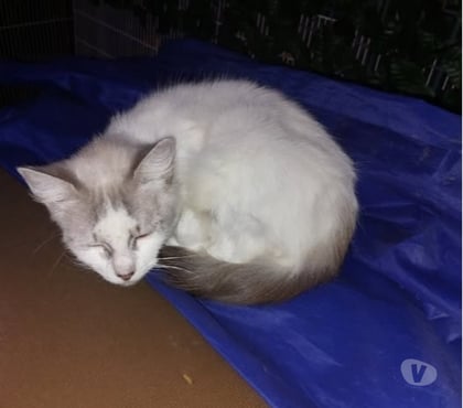Don animaux Viviers Ardèche - Photos Vivastreet Chat SISI à l adoption