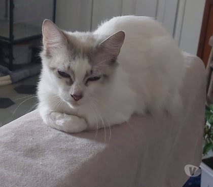 Don animaux Viviers Ardèche - Photos Vivastreet Chat SISI à l adoption