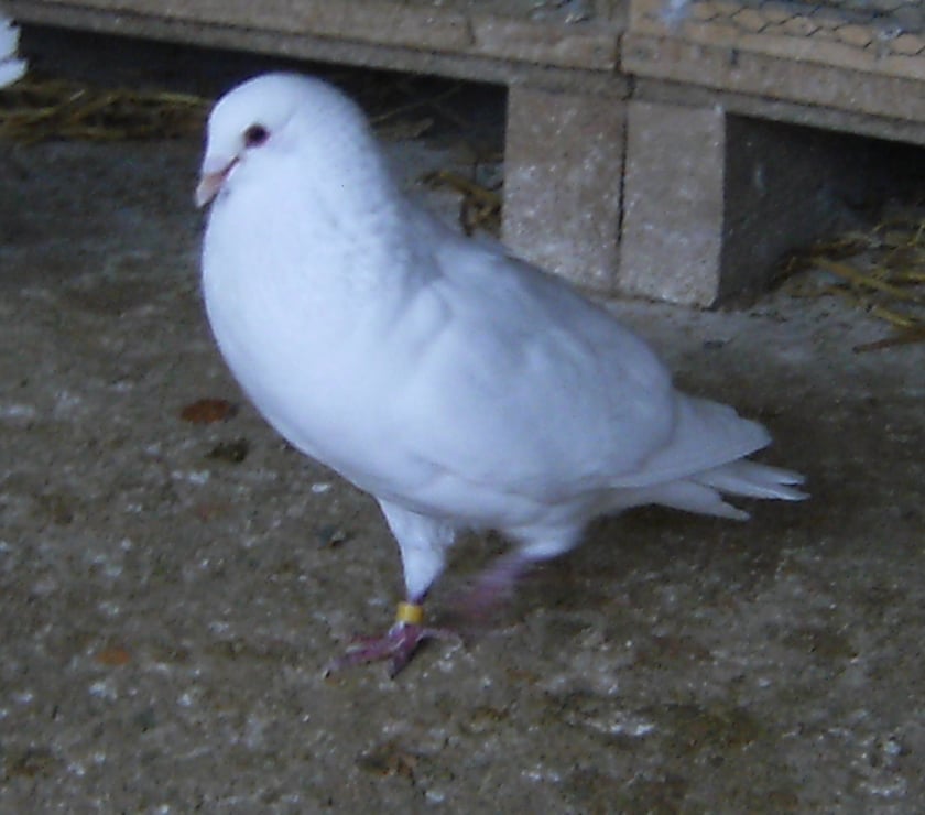 Vente Seine-et-Marne Bagneaux sur Loing - 77167 - Photos Vivastreet Pigeons de chair