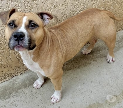 Adoption animaux Beziers Hérault - Photos Vivastreet ALLUMETTE, chienne type staffie 5 ans non lof