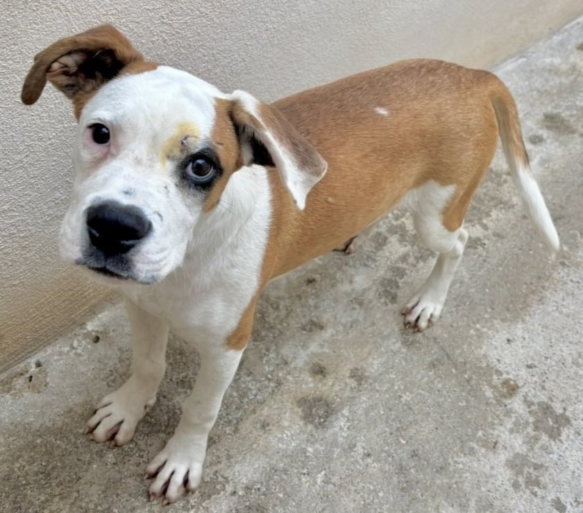 Adoption animaux Beziers Hérault - Photos Vivastreet ANJOU, chien type dogue argentin 8 mois non lof