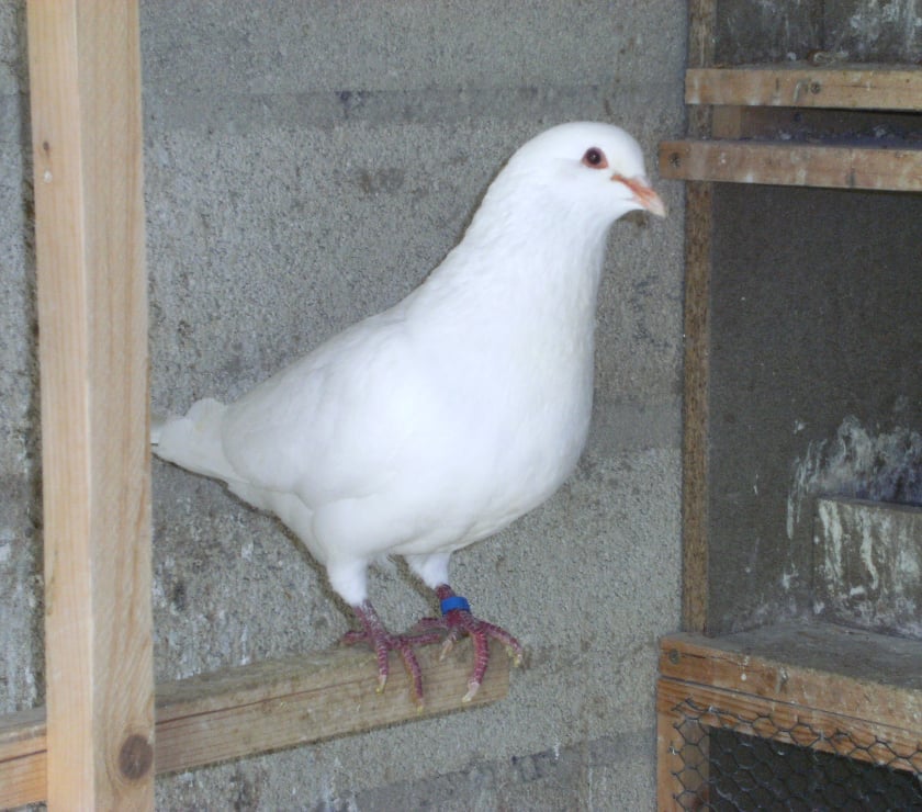 Vente animaux Bagneaux sur Loing Seine-et-Marne - Photos Vivastreet Pigeons reproducteurs hubbell blanc