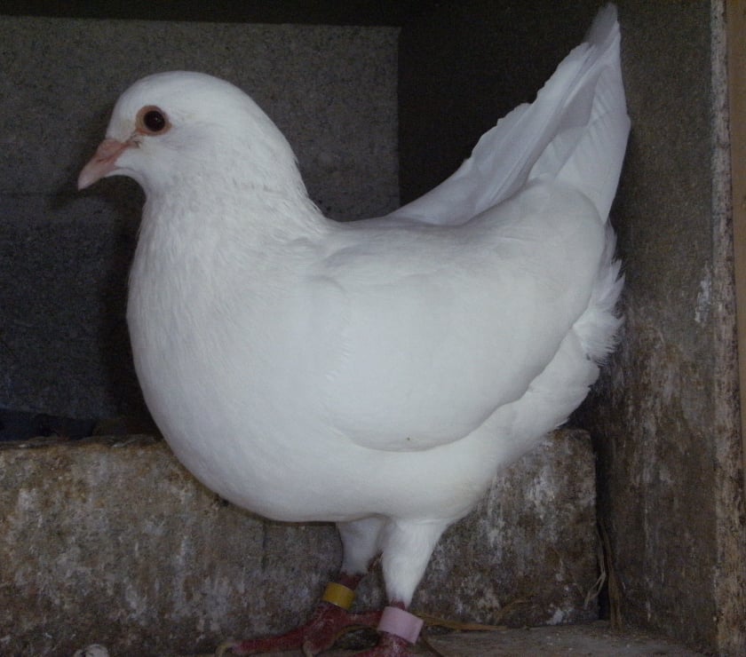 Vente Seine-et-Marne Bagneaux sur Loing - 77167 - Photos Vivastreet Pigeons reproducteurs hubbell blanc