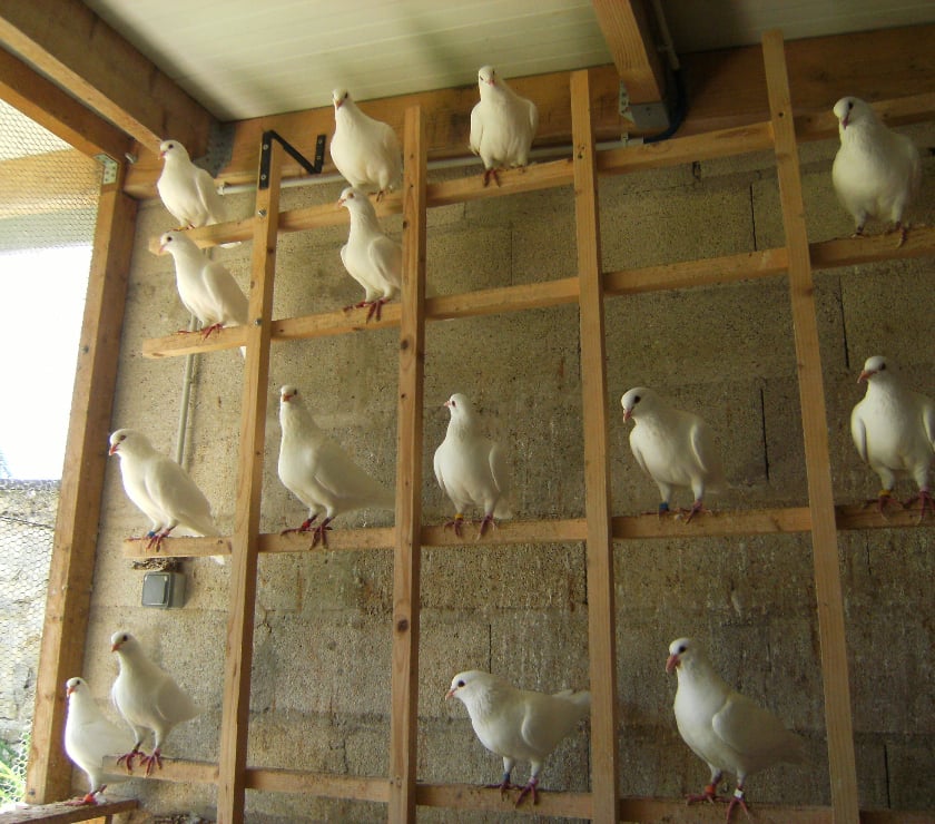 Vente Seine-et-Marne Bagneaux sur Loing - 77167 - Photos Vivastreet Pigeons reproducteurs hubbell blanc
