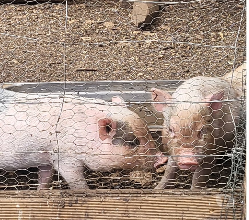 Vente Deux-Sèvres Messe - 79120 - Photos Vivastreet vends cochon nains