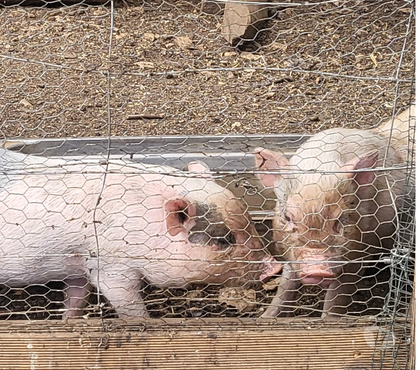 Vente animaux Messe Deux-Sèvres - Photos Vivastreet vends cochon nains