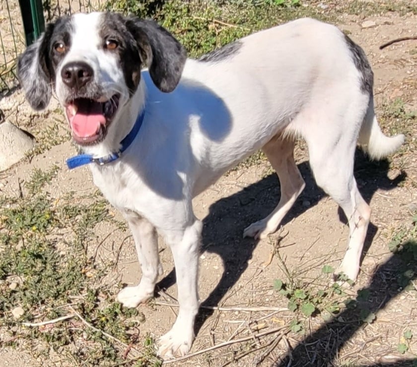 Don Beziers Hérault - Photos Vivastreet ANTILLES, chienne type border collie 3 ans non lof