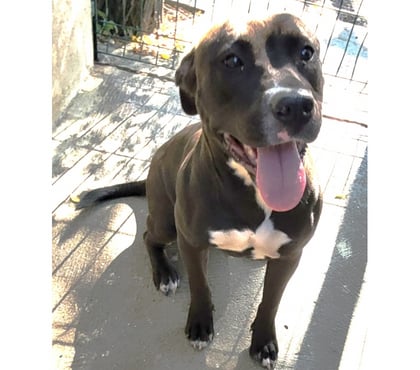 Adoption animaux Beziers Hérault - Photos Vivastreet AMANDINE, chienne type dogue allemand, 1 an non lof