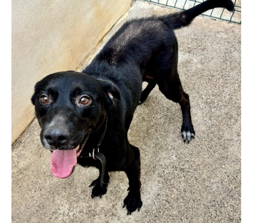 ABELARD, chien type labrador 6 ans non lof