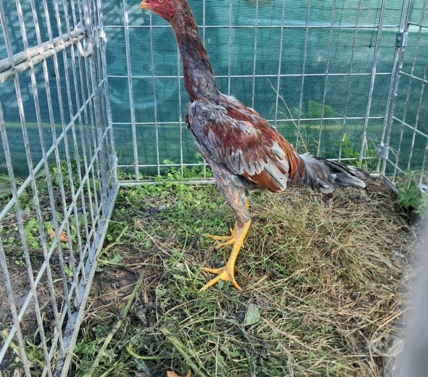 Vente Maine-et-Loire Angers - Photos Vivastreet coq Coque thaïlandais