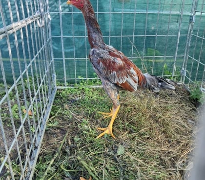 Vente animaux Angers Angers - Photos Vivastreet coq Coque thaïlandais