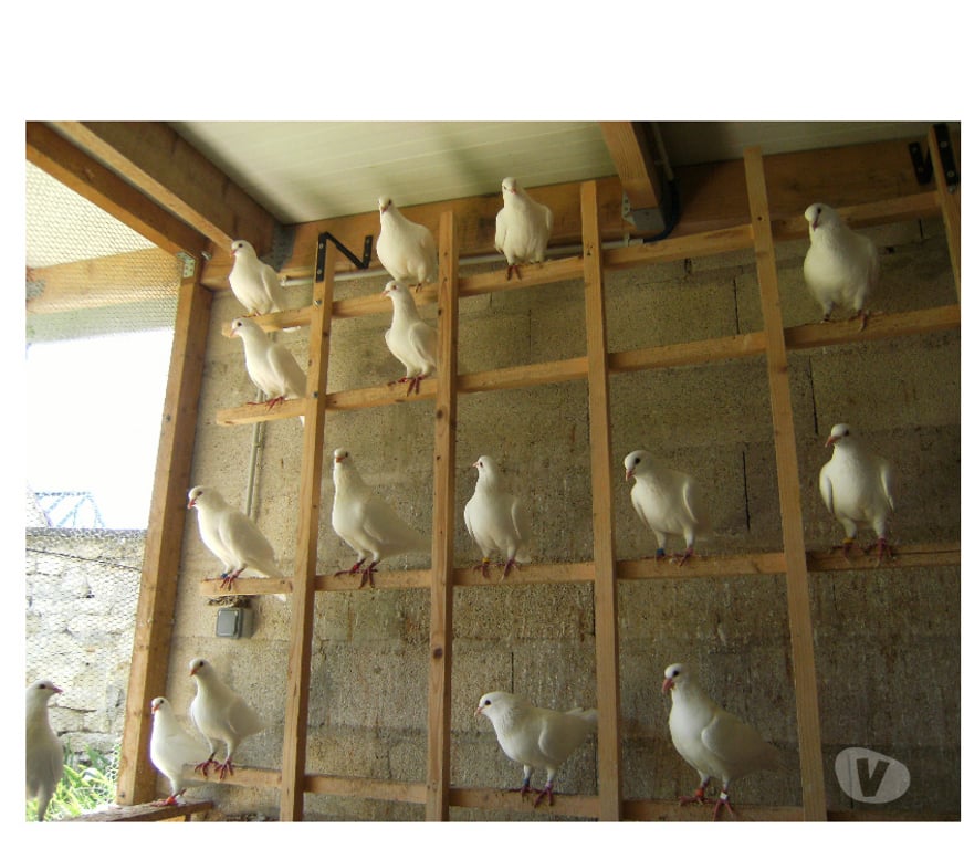 Vente Seine-et-Marne Bagneaux sur Loing - 77167 - Photos Vivastreet Pigeons reproducteurs hubbell blanc