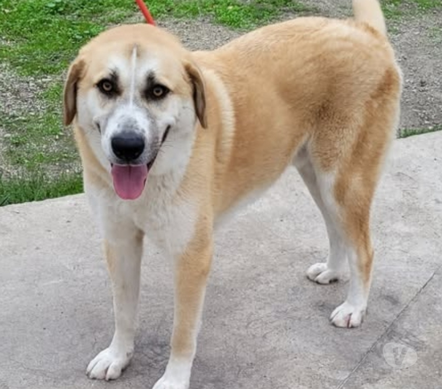 Don animaux Hérault Montpellier - Photos Vivastreet CHAUSSETTE, chien type berger d'anatolie, 3 ans non lof
