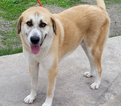 Don Montpellier Montpellier - Photos Vivastreet CHAUSSETTE, chien type berger d'anatolie, 3 ans non lof