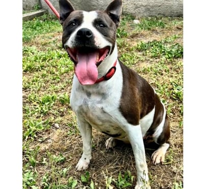 Don animaux Montpellier Montpellier - Photos Vivastreet ARYA, chienne type staffie, 6 ans non lof